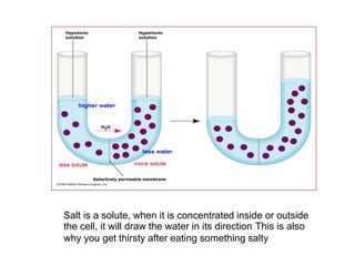 Salt is a solute, when it is concentrated inside or outside
the cell, it will draw the water in its direction. This is also
why you get thirsty after eating something salty
 