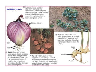 การลำเลี้ยงน้ำและอาหารในพืช