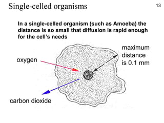 oxygen
carbon dioxide
maximum
distance
is 0.1 mm
In a single-celled organism (such as Amoeba) the
distance is so small that diffusion is rapid enough
for the cell’s needs
Single-celled organisms 13
 