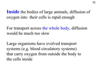 Inside the bodies of large animals, diffusion of
oxygen into their cells is rapid enough
For transport across the whole body, diffusion
would be much too slow
Large organisms have evolved transport
systems (e.g. blood circulatory systems)
that carry oxygen from outside the body to
the cells inside
15
 