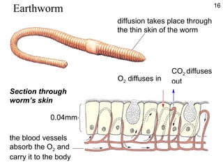 CO2 diffuses
outO2 diffuses in
Section through
worm’s skin
the blood vessels
absorb the O2 and
carry it to the body
0.04mm
Earthworm
diffusion takes place through
the thin skin of the worm
16
 