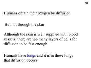 Humans obtain their oxygen by diffusion
But not through the skin
Although the skin is well supplied with blood
vessels, there are too many layers of cells for
diffusion to be fast enough
Humans have lungs and it is in these lungs
that diffusion occurs
18
 