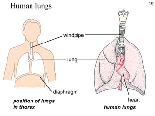 position of lungs
in thorax
windpipe
lung
diaphragm
heart
human lungs
Human lungs 19
 
