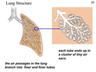 the air passages in the lung
branch into finer and finer tubes
each tube ends up in
a cluster of tiny air
sacs.
Lung Structure 20
 