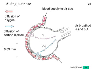 blood supply to air sac
air breathed
in and out
diffusion of
oxygen
diffusion of
carbon dioxide O2
CO2
A single air sac 21
0.03 mm
question 4
 