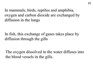 In mammals, birds, reptiles and amphibia,
oxygen and carbon dioxide are exchanged by
diffusion in the lungs
In fish, this exchange of gases takes place by
diffusion through the gills
The oxygen dissolved in the water diffuses into
the blood vessels in the gills.
22
 