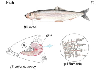 Fish
gill cover
gill cover cut away
gills
gill filaments
23
 
