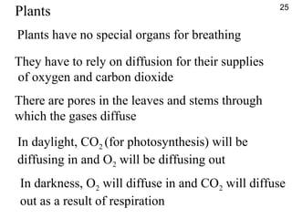 Plants have no special organs for breathing
They have to rely on diffusion for their supplies
of oxygen and carbon dioxide
There are pores in the leaves and stems through
which the gases diffuse
In daylight, CO2 (for photosynthesis) will be
diffusing in and O2 will be diffusing out
In darkness, O2 will diffuse in and CO2 will diffuse
out as a result of respiration
25
Plants
 