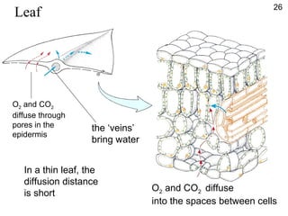 Leaf
O2 and CO2 diffuse
into the spaces between cells
the ‘veins’
bring water
O2 and CO2
diffuse through
pores in the
epidermis
In a thin leaf, the
diffusion distance
is short
26
 