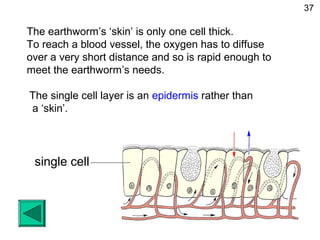 single cell
The earthworm’s ‘skin’ is only one cell thick.
To reach a blood vessel, the oxygen has to diffuse
over a very short distance and so is rapid enough to
meet the earthworm’s needs.
The single cell layer is an epidermis rather than
a ‘skin’.
37
 