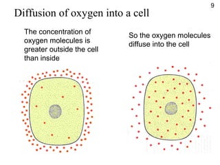 The concentration of
oxygen molecules is
greater outside the cell
than inside
So the oxygen molecules
diffuse into the cell
Diffusion of oxygen into a cell
9
 