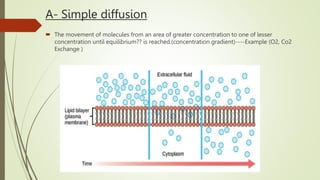 A- Simple diffusion
 The movement of molecules from an area of greater concentration to one of lesser
concentration until equilibrium?? is reached.(concentration gradient)----Example (O2, Co2
Exchange )
 