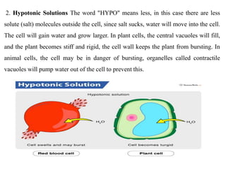 2. Hypotonic Solutions The word "HYPO" means less, in this case there are less
solute (salt) molecules outside the cell, since salt sucks, water will move into the cell.
The cell will gain water and grow larger. In plant cells, the central vacuoles will fill,
and the plant becomes stiff and rigid, the cell wall keeps the plant from bursting. In
animal cells, the cell may be in danger of bursting, organelles called contractile
vacuoles will pump water out of the cell to prevent this.
 
