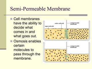 Semi-Permeable Membrane
 Cell membranes
have the ability to
decide what
comes in and
what goes out.
 Osmosis enables
certain
molecules to
pass through the
membrane.
 