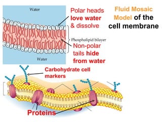 Polar heads   Fluid Mosaic
             love water   Model of the
             & dissolve. cell membrane


              Non-polar
              tails hide
              from water.
    Carbohydrate cell
    markers




Proteins
 