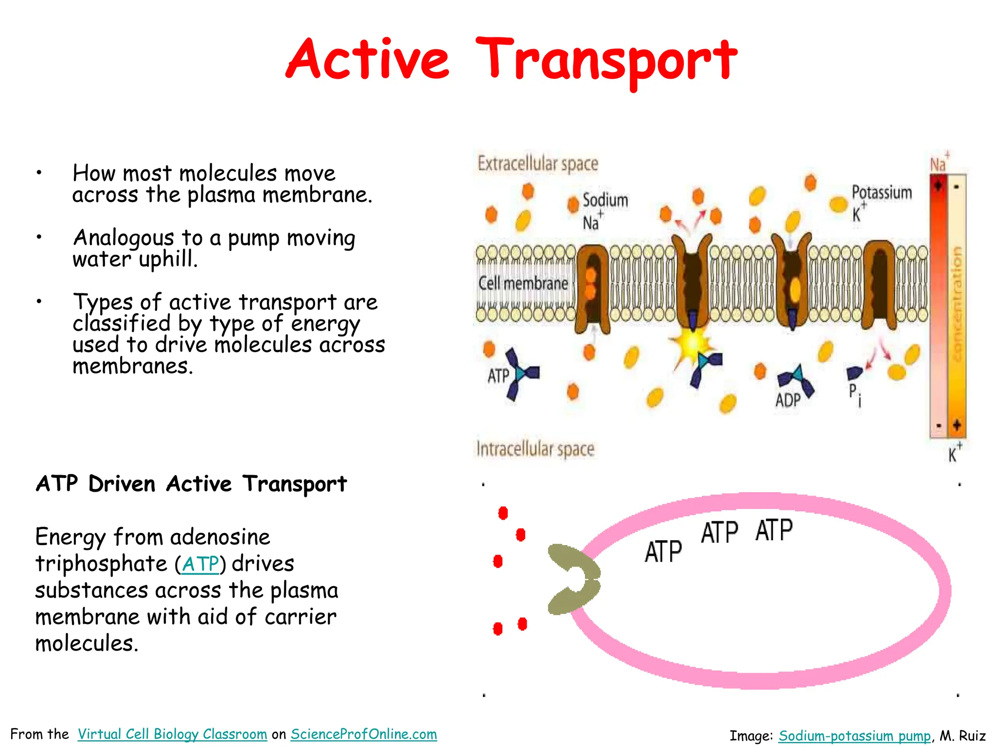 Active Transport
• How most molecules move
across the plasma membrane.
• Analogous to a pump moving
water uphill.
• Types of active transport are
classified by type of energy
used to drive molecules across
membranes.
Image: Sodium-potassium pump, M. Ruiz
ATP Driven Active Transport
Energy from adenosine
triphosphate (ATP) drives
substances across the plasma
membrane with aid of carrier
molecules.
From the Virtual Cell Biology Classroom on ScienceProfOnline.com
 