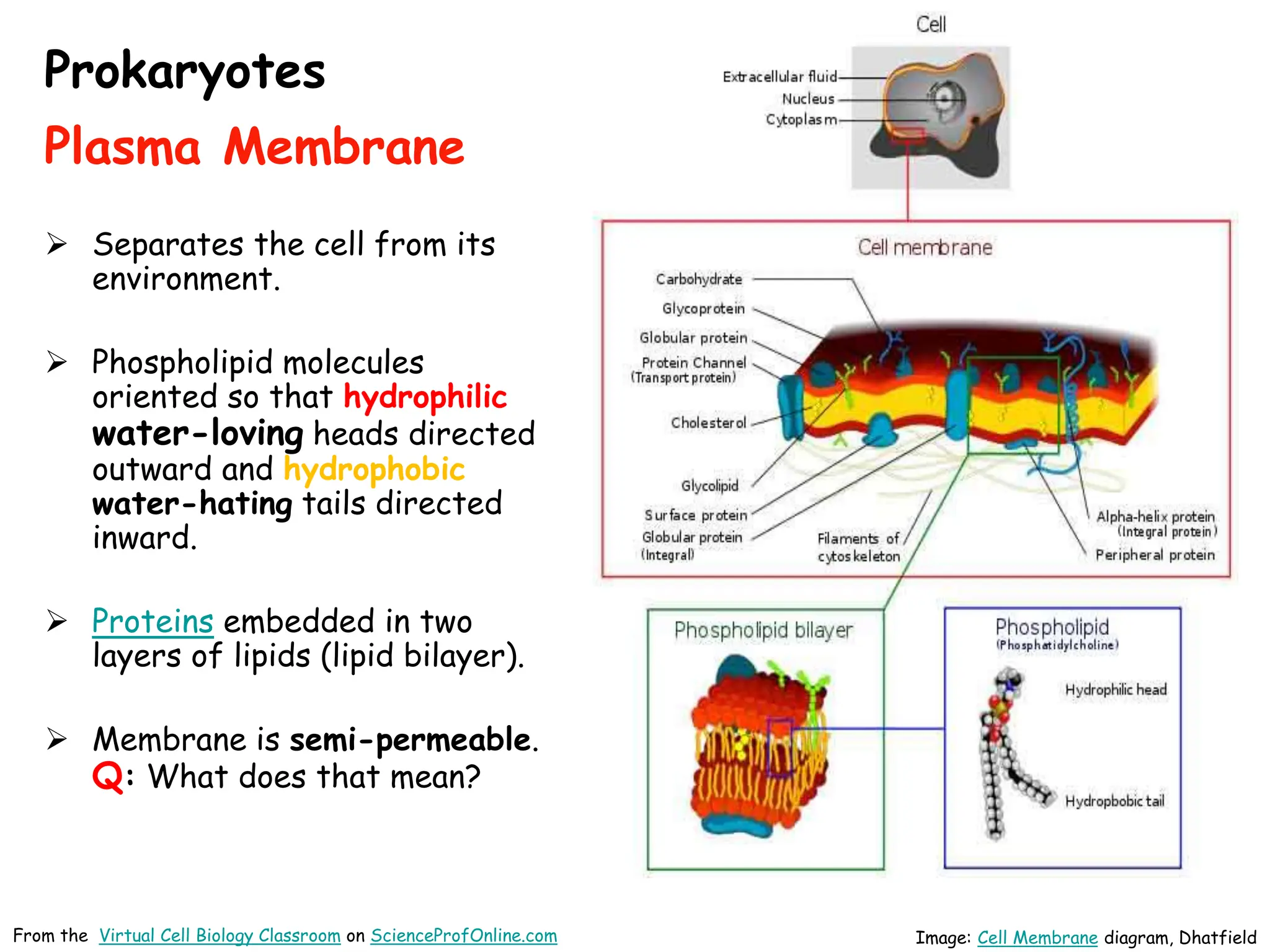  Separates the cell from its
environment.
 Phospholipid molecules
oriented so that hydrophilic
water-loving heads directed
outward and hydrophobic
water-hating tails directed
inward.
 Proteins embedded in two
layers of lipids (lipid bilayer).
 Membrane is semi-permeable.
Q: What does that mean?
Image: Cell Membrane diagram, Dhatfield
Prokaryotes
Plasma Membrane
From the Virtual Cell Biology Classroom on ScienceProfOnline.com
 
