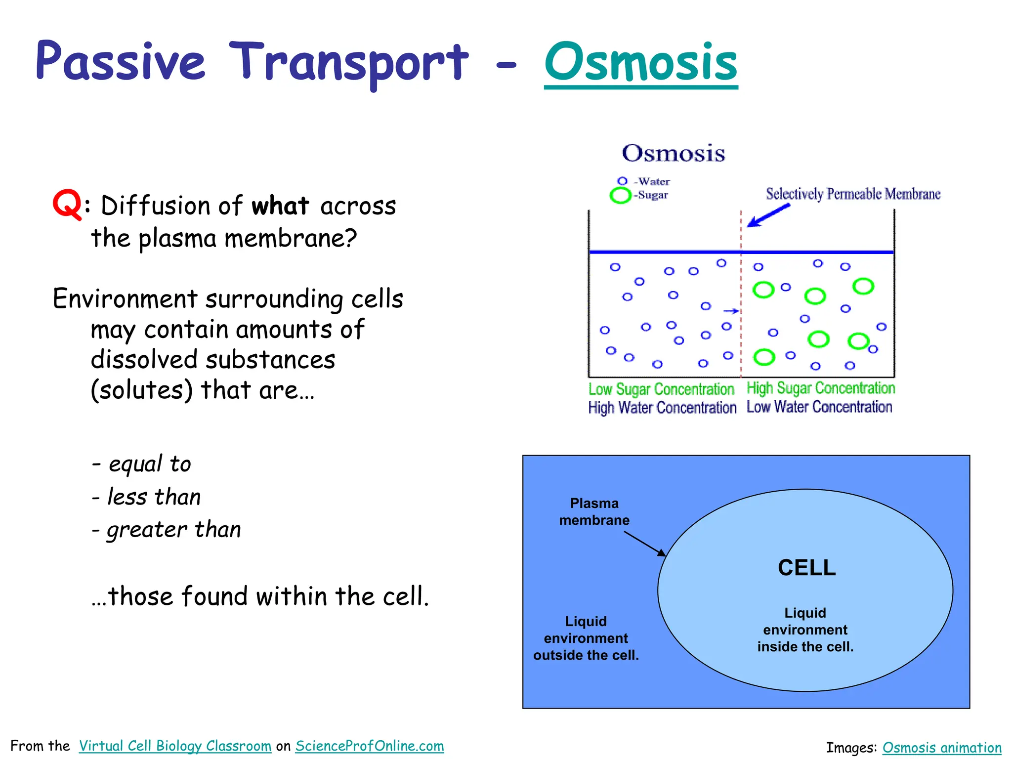 Passive Transport - Osmosis
Q: Diffusion of what across
the plasma membrane?
Environment surrounding cells
may contain amounts of
dissolved substances
(solutes) that are…
- equal to
- less than
- greater than
…those found within the cell.
Images: Osmosis animation
CELL
Plasma
membrane
Liquid
environment
outside the cell.
Liquid
environment
inside the cell.
From the Virtual Cell Biology Classroom on ScienceProfOnline.com
 