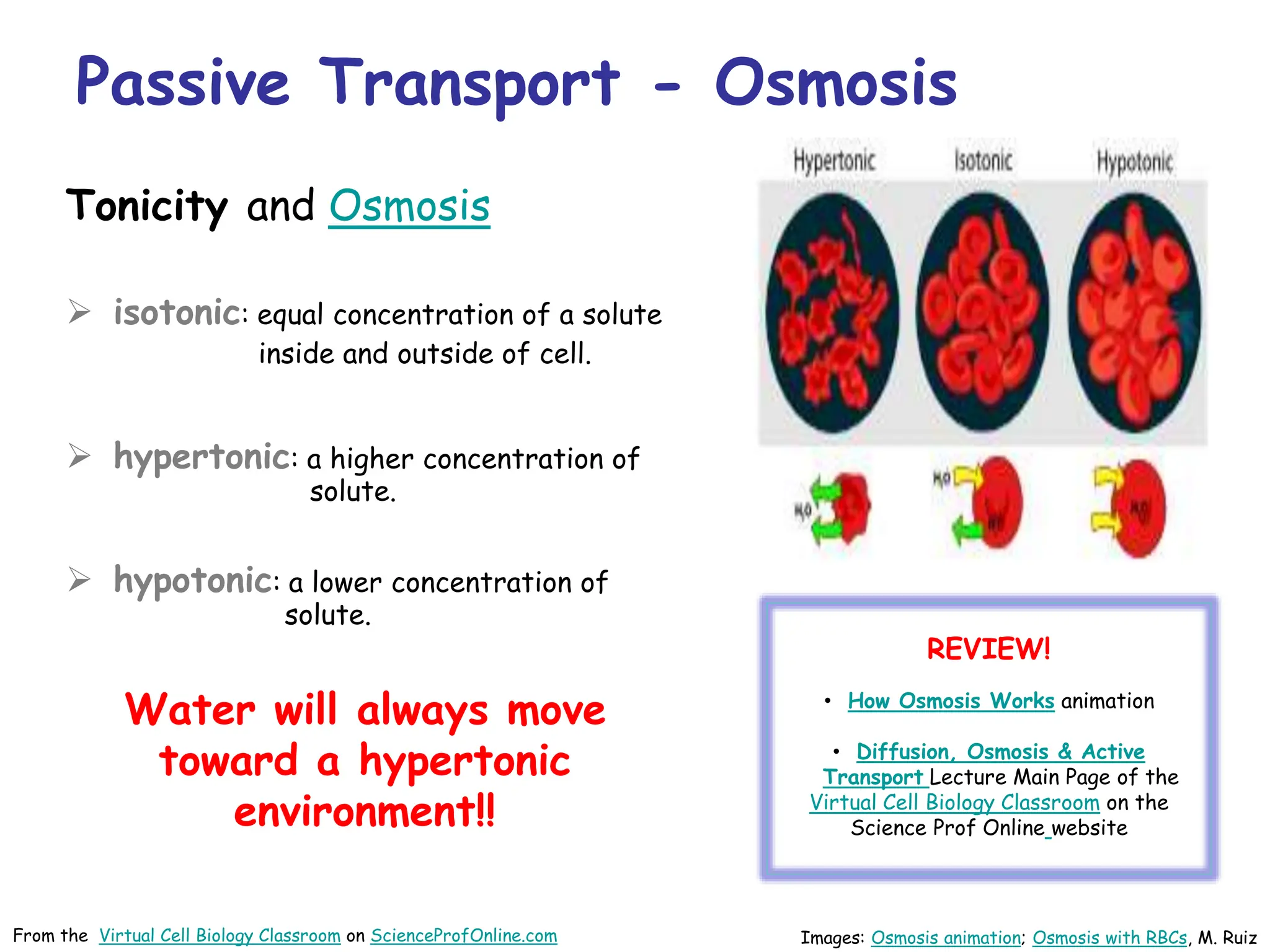 Tonicity and Osmosis
 isotonic: equal concentration of a solute
inside and outside of cell.
 hypertonic: a higher concentration of
solute.
 hypotonic: a lower concentration of
solute.
Images: Osmosis animation; Osmosis with RBCs, M. Ruiz
Water will always move
toward a hypertonic
environment!!
REVIEW!
• How Osmosis Works animation
• Diffusion, Osmosis & Active
Transport Lecture Main Page of the
Virtual Cell Biology Classroom on the
Science Prof Online website
Passive Transport - Osmosis
From the Virtual Cell Biology Classroom on ScienceProfOnline.com
 
