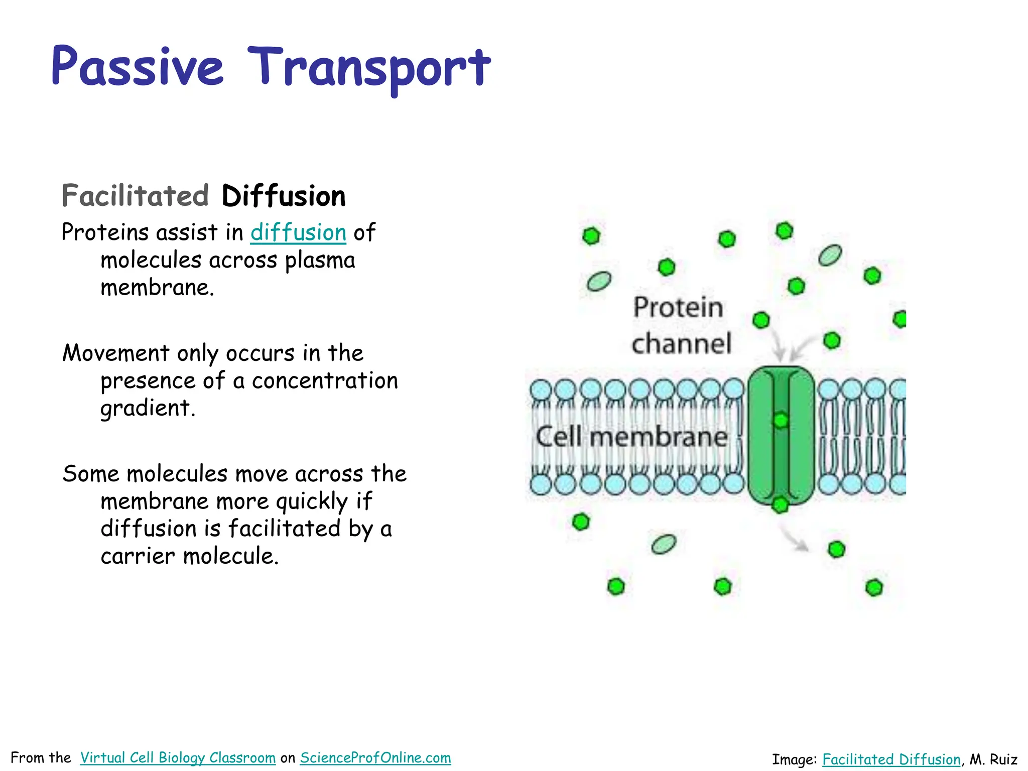 Passive Transport
Facilitated Diffusion
Proteins assist in diffusion of
molecules across plasma
membrane.
Movement only occurs in the
presence of a concentration
gradient.
Some molecules move across the
membrane more quickly if
diffusion is facilitated by a
carrier molecule.
Image: Facilitated Diffusion, M. Ruiz
From the Virtual Cell Biology Classroom on ScienceProfOnline.com
 