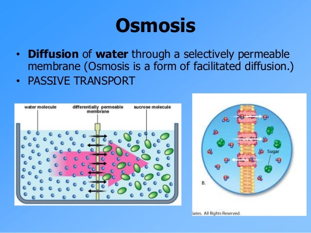 Diffusion Osmosis for Moodle