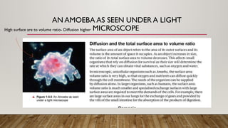 Comprehensive Overview of Diffusion, Osmosis, and Active Transport in ...