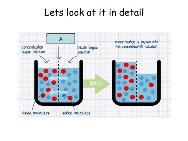 Diffusion and osmosis