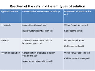 Reaction of the cells in different types of solution
Types of solution Concentration as compared to cell sap Movement of water in the
cell
Hypotonic More dilute than cell sap
Higher water potential than cell
Water flows into the cell
Cell become turgid
Isotonic Same concentration as cell sap
Zero water potential
No net flow of water
Cell becomes flaccid
Hypertonic solution Concentration of solutes is higher
outside the cell
Lower water potential than cell
Water flows out of the cell
Cell becomes Plasmolysed
 