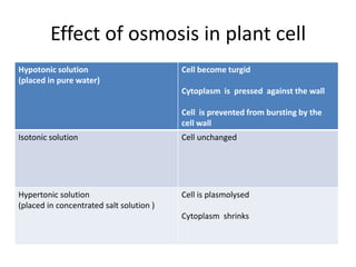 Effect of osmosis in plant cell
Hypotonic solution
(placed in pure water)
Cell become turgid
Cytoplasm is pressed against the wall
Cell is prevented from bursting by the
cell wall
Isotonic solution Cell unchanged
Hypertonic solution
(placed in concentrated salt solution )
Cell is plasmolysed
Cytoplasm shrinks
 