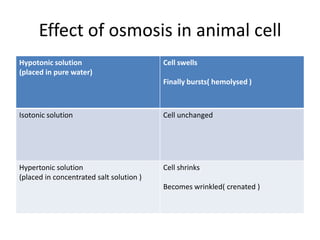 Effect of osmosis in animal cell
Hypotonic solution
(placed in pure water)
Cell swells
Finally bursts( hemolysed )
Isotonic solution Cell unchanged
Hypertonic solution
(placed in concentrated salt solution )
Cell shrinks
Becomes wrinkled( crenated )
 