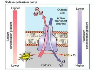 Diffusion and osmosis