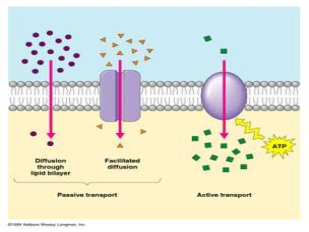 Diffusion and osmosis