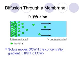Diffusion and Osmosis PowerPoint Presentation | PPT
