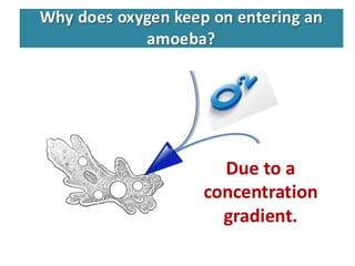 Diffusion and Osmosis PowerPoint Presentation | PPT
