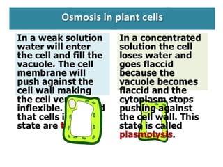 Diffusion and Osmosis PowerPoint Presentation | PPT