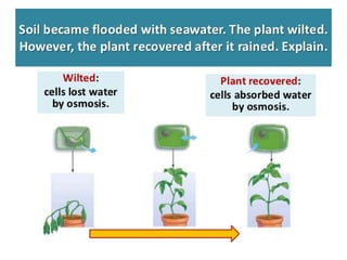 Diffusion and Osmosis PowerPoint Presentation | PPT