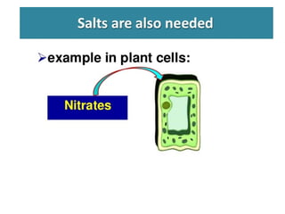 Diffusion and Osmosis PowerPoint Presentation | PPT