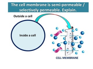 Diffusion and Osmosis PowerPoint Presentation | PPT