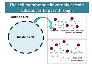 Diffusion and Osmosis PowerPoint Presentation | PPT