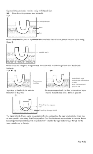 Page 3 of 3
Experiment to demonstrate osmosis – using peeled potato cups
NB: The walls of the potato are semi permeable
Expt. I
Osmosis does not take place in experiment I because there is no diffusion gradient since the cup is empty.
Expt. II
Osmosis does not take place in experiment II because there is no diffusion gradient since the starch is
insoluble.
Expt III (a) (b)
Sugar start to dissolve in the water on The sugar crystals dissolve to form a concentrated sugar
the surface of the potato solution. Hence there is now a diffusion gradient.
(c)
The liquid in the dish has a higher concentration of water particles than the sugar solution in the potato cup,
so water particles move along the diffusion gradient from the dish into the sugar solution by osmosis. Potato
has semi permeable membranes with holes that are too small for the sugar particles to go through but the
water particles can go through.
Empty potato cup
Water
Dish
Insoluble starch
Sugar crystals
(soluble)
Concentrated sugar
solution (low concentration
of water
High concentration of
water in dish
Water level rises in potato
cup
Water level decreases in dish
 