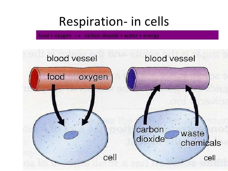 diffusion and osmosis shown in solutions essay Free sample cell diffusion essay on diffusion and osmosis shown in solutions. diffusion and osmosis shown in solutions essay Free sample cell diffusion essay on diffusion and osmosis shown in solutions.