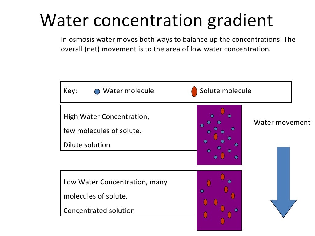 Osmosis and diffusion worksheet pdf picture