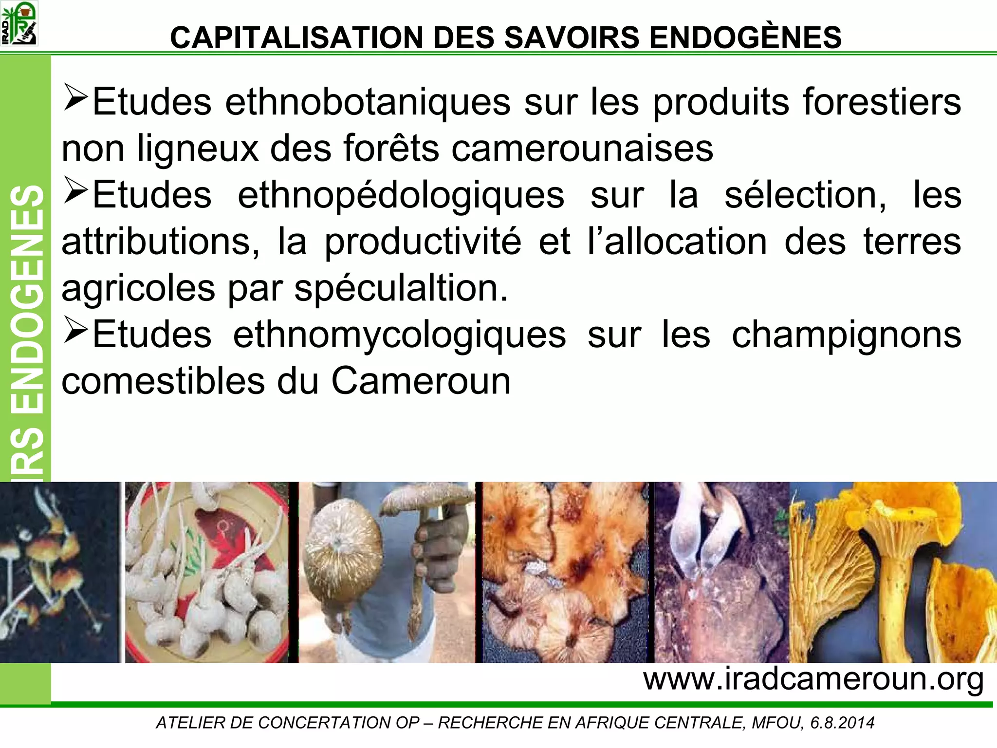Slide13
SAVOIRSENDOGENES
Etudes ethnobotaniques sur les produits forestiers
non ligneux des forêts camerounaises
Etudes ethnopédologiques sur la sélection, les
attributions, la productivité et l’allocation des terres
agricoles par spéculaltion.
Etudes ethnomycologiques sur les champignons
comestibles du Cameroun
ATELIER DE CONCERTATION OP – RECHERCHE EN AFRIQUE CENTRALE, MFOU, 6.8.2014
CAPITALISATION DES SAVOIRS ENDOGÈNES
www.iradcameroun.org