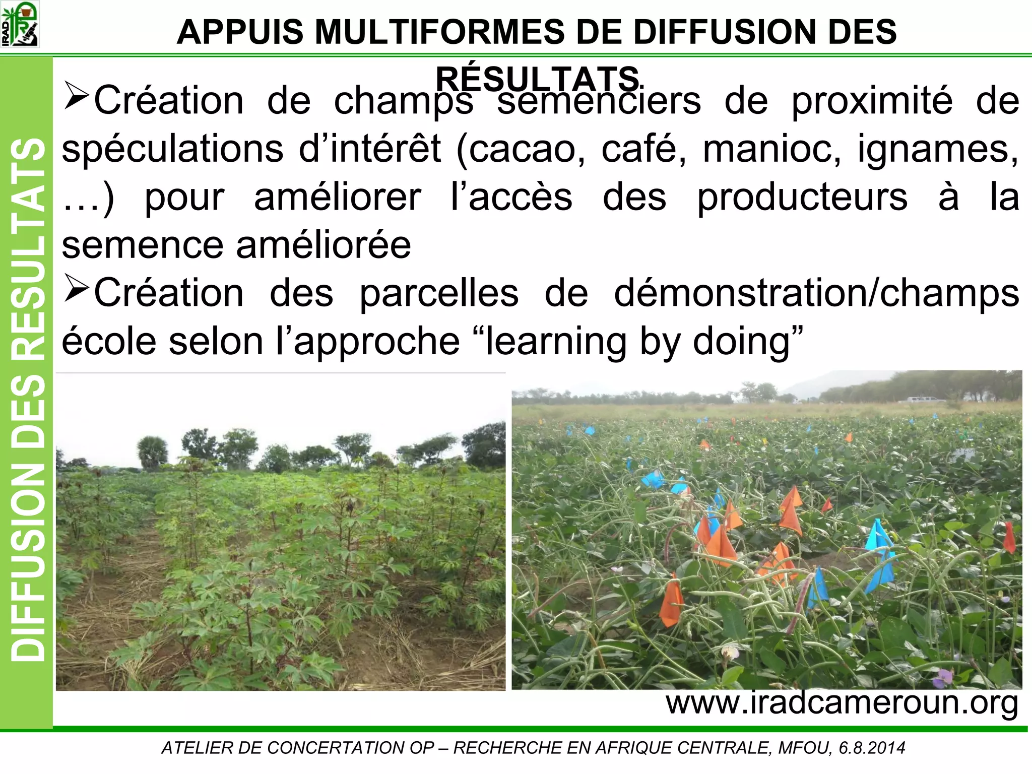 Slide9
DIFFUSIONDESRESULTATS
Création de champs semenciers de proximité de
spéculations d’intérêt (cacao, café, manioc, ignames,
…) pour améliorer l’accès des producteurs à la
semence améliorée
Création des parcelles de démonstration/champs
école selon l’approche “learning by doing”
APPUIS MULTIFORMES DE DIFFUSION DES
RÉSULTATS
ATELIER DE CONCERTATION OP – RECHERCHE EN AFRIQUE CENTRALE, MFOU, 6.8.2014
www.iradcameroun.org