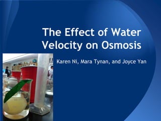 The Effect of Water
Velocity on Osmosis
  Karen Ni, Mara Tynan, and Joyce Yan
 