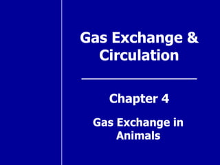 Gas Exchange & Circulation Chapter 4 Gas Exchange in Animals 