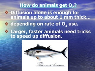 Diffusion In Fish Gills | PPT