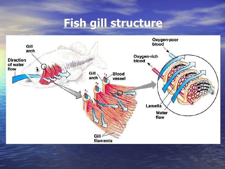 Diffusion In Fish Gills