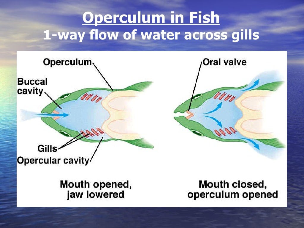 Diffusion In Fish Gills