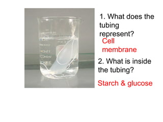 1. What does the tubing represent? 2. What is inside the tubing? Cell membrane Starch & glucose 